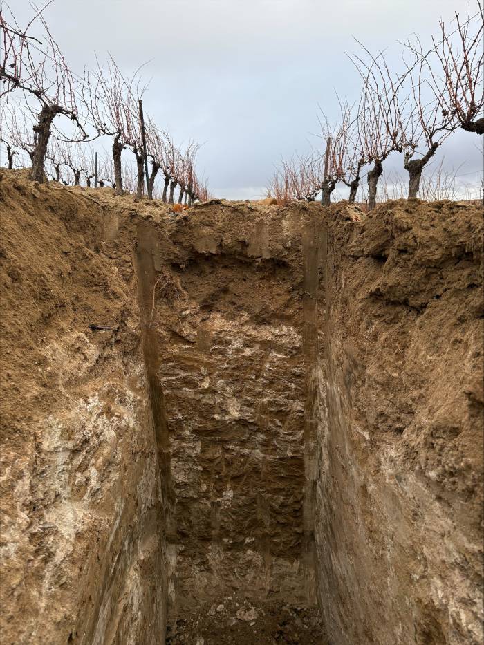 Un estudio sitúa a Harmonia entre los viñedos más singulares de la DO Rueda