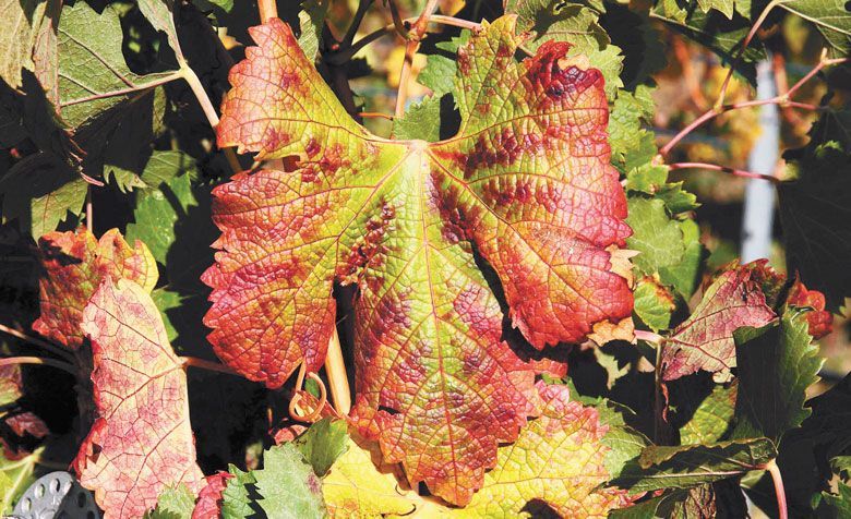 Study finds grapevine red blotch virus is easier to detect during specific seasons