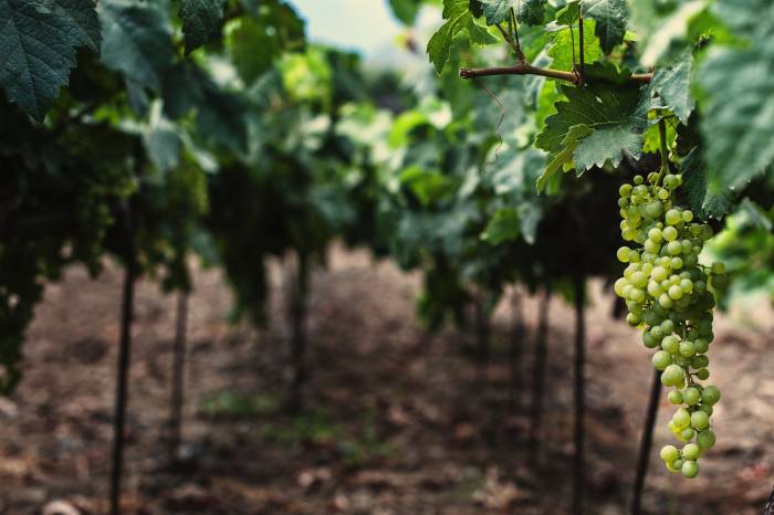 Tenerife reúne a figuras del vino internacional en un congreso sobre vinos de islas