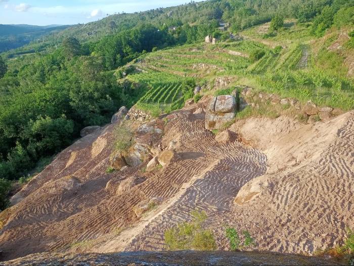 Boas Vides adelanta la vendimia 20 días y amplía su viñedo histórico en San Lourenzo da Pena