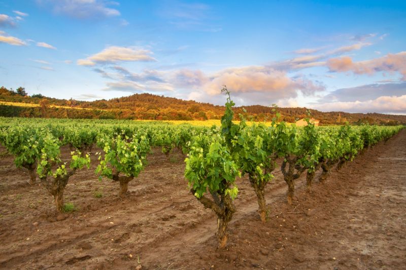 LVMH puts soil health at the center of its wine strategy