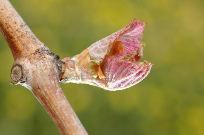 Vineyards Face Rising Frost Risks as Early Budbreak Signals Start of Growing Season