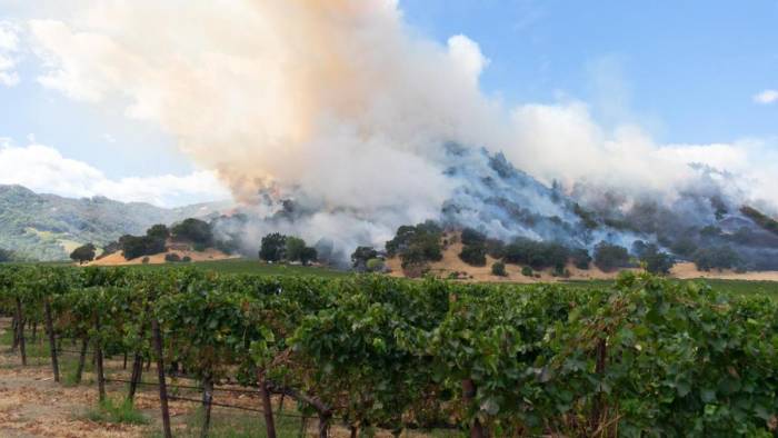 Wildfire Smoke Threats to Wine Grapes Take Center Stage at Washington Seminar