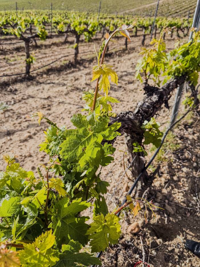 Nexus Experience impulsa el enoturismo sensorial y cultural en la Ribera del Duero