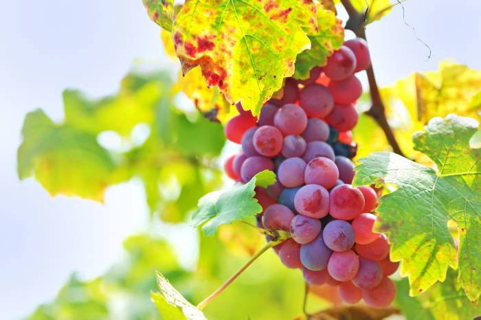 Swiss Government Proposes Wine Import Quota Tied to Use of Local Grapes