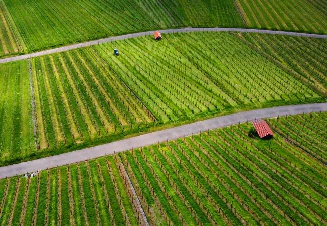 Vineyard Area in Baden-Württemberg Shrinks by 3% as Economic Pressures Hit Winegrowers