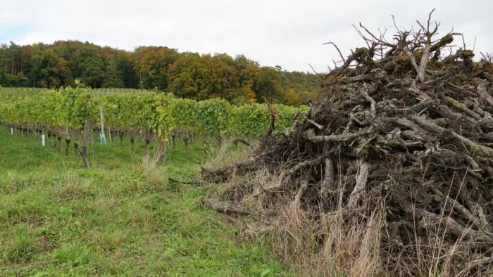 France Orders Uprooting of 28,000 Hectares of Vineyards to Tackle Wine Industry Crisis