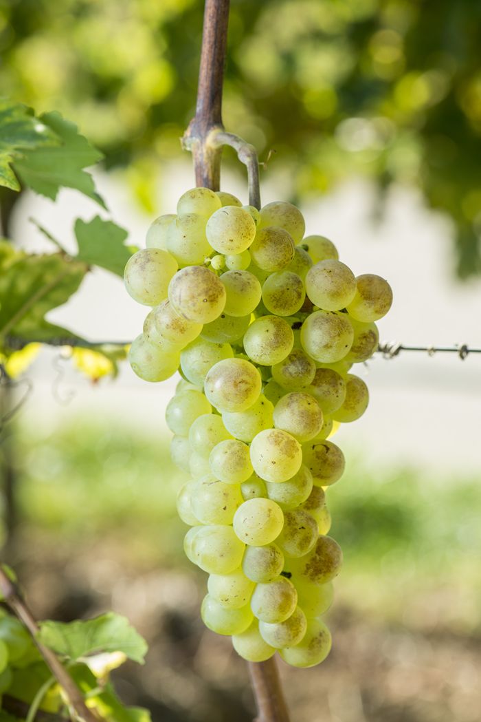 Variedad Chasselas