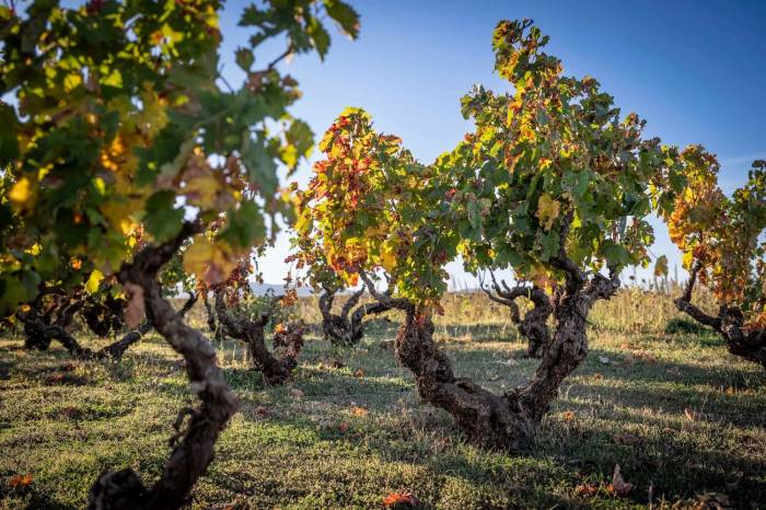 Pago de los Capellanes presenta la nueva añada de Doroteo y Vides de Córgomo
