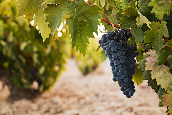 Oregon Wine Industry Growth Slows as Economic Impact Rises to $8.49 Billion in 2024
