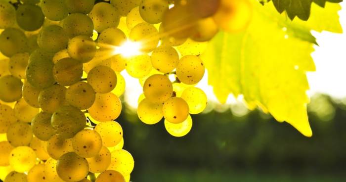 California Wineries Slash Vineyard Acreage as Industry Faces Deepest Restructuring in Decades