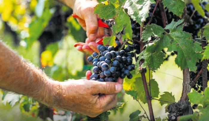 French Winegrowers Protest New Limits on Copper-Based Vineyard Treatments