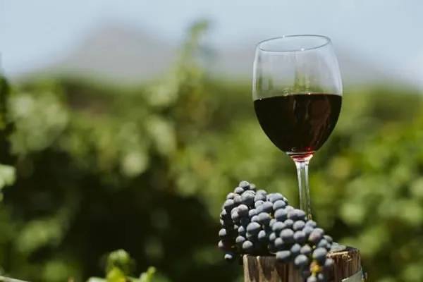 Argentina’s Wine Industry Faces Deepening Crisis as 2026 Harvest Begins