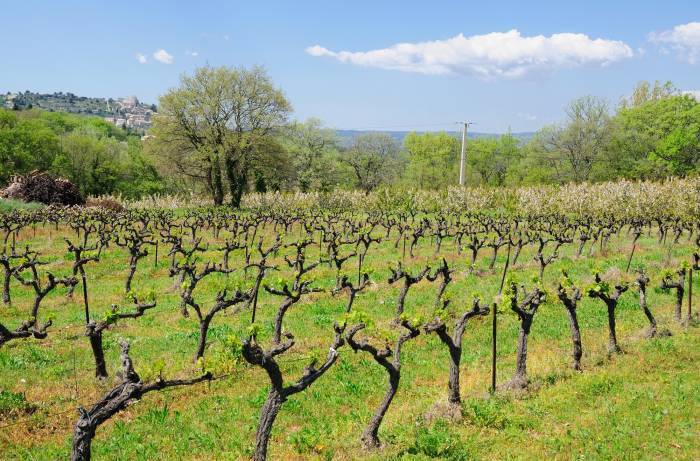 France Moves to Uproot 4% of Vineyards in Major Bid to Tackle Wine Crisis