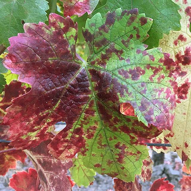Napa Valley Grapegrowers Unite to Tackle Red Blotch Virus at Beckstoffer Vineyards Event