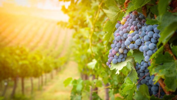 Bragato Research Institute Advances Sauvignon Blanc Breeding With Cutting-Edge Genetic Tools