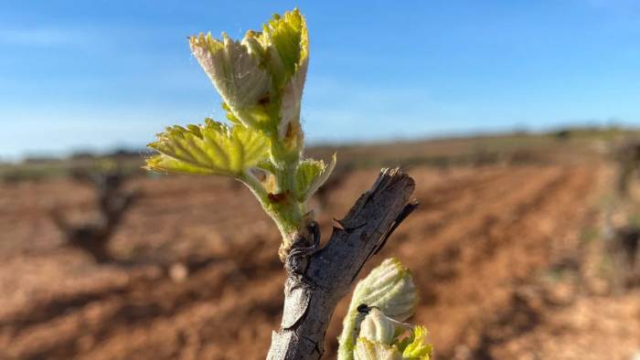 Spring Frost Threatens Champagne Vineyards as Early Warmth Accelerates Vine Growth