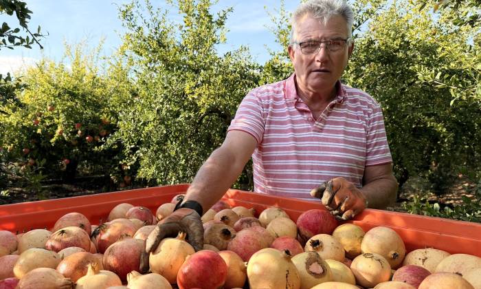 La Granada Mollar de Elche abre el plazo de inscripción para la Denominación de Origen Protegida