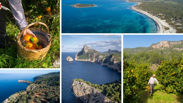 Productores locales abren sus fincas para mostrar la Mallorca más auténtica