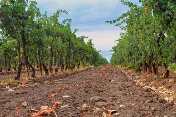 Organic Mulching Boosts Vineyard Soil Biodiversity After Three Years, Spanish Study Finds