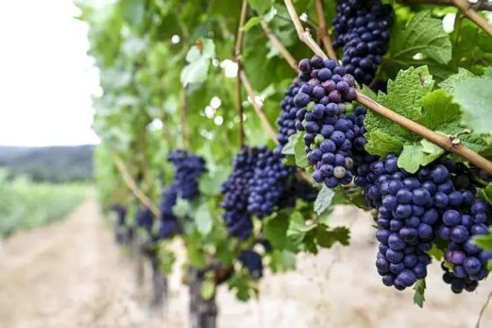 Oregon Wine Industry Economic Impact Rises to $8.49 Billion Despite Slower Growth