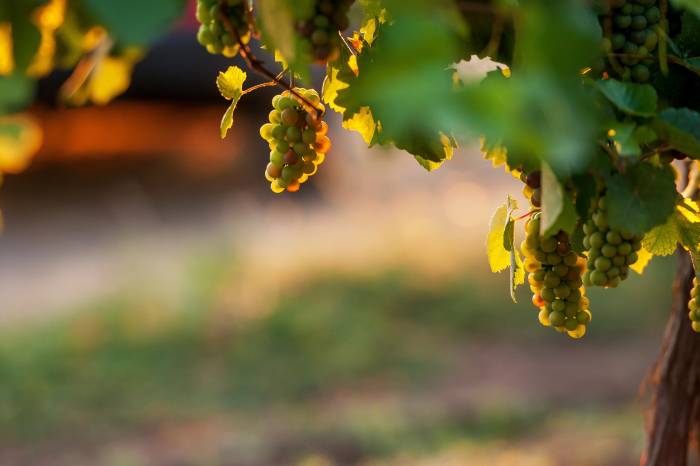 National Grape Research Alliance Unveils 2026 Strategy to Boost U.S. Grape Industry Innovation