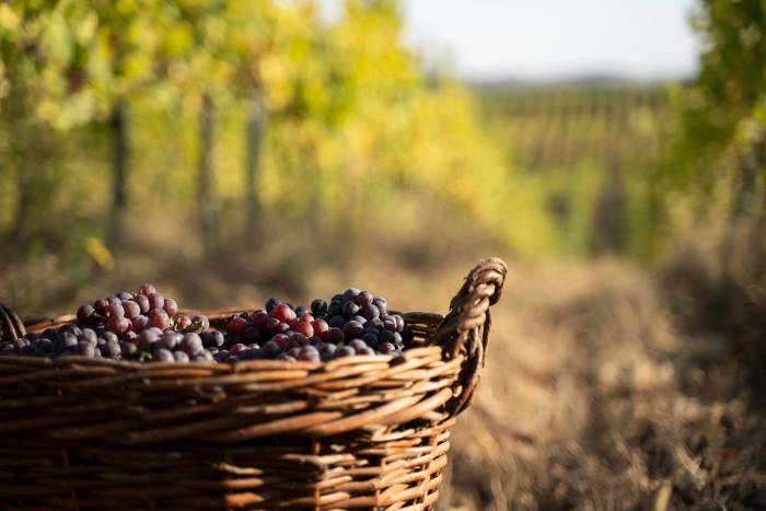 Climate Change Disrupts Global Wine Production as Traditional Regions Struggle to Adapt