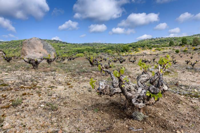 Lo Imposible Viñedos de Gredos 2023 une la garnacha de granito y pizarra en la DO Cebreros
