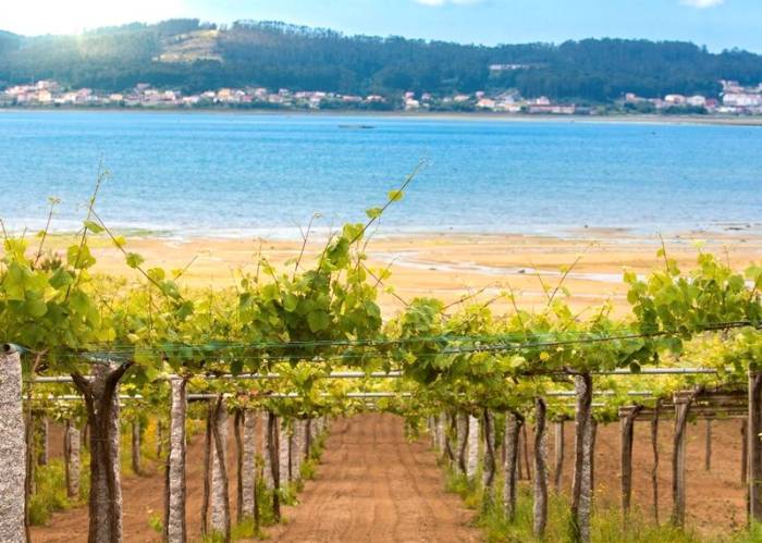 Rías Baixas estudia congelar la producción de uva tras batir récords y ante el desplome del consumo de vino