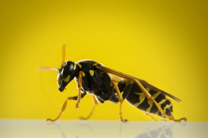 Italian Scientists Discover Social Wasps Spread Beneficial Yeasts Crucial for Sustainable Winemaking