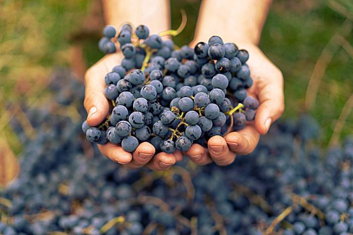 Los bioestimulantes abren camino a una viticultura más sostenible y resiliente en España