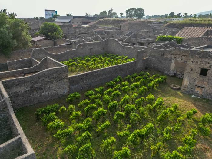 Pompeii Revives Ancient Vineyards in Archaeological Park to Reconnect with Its Cultural Heritage