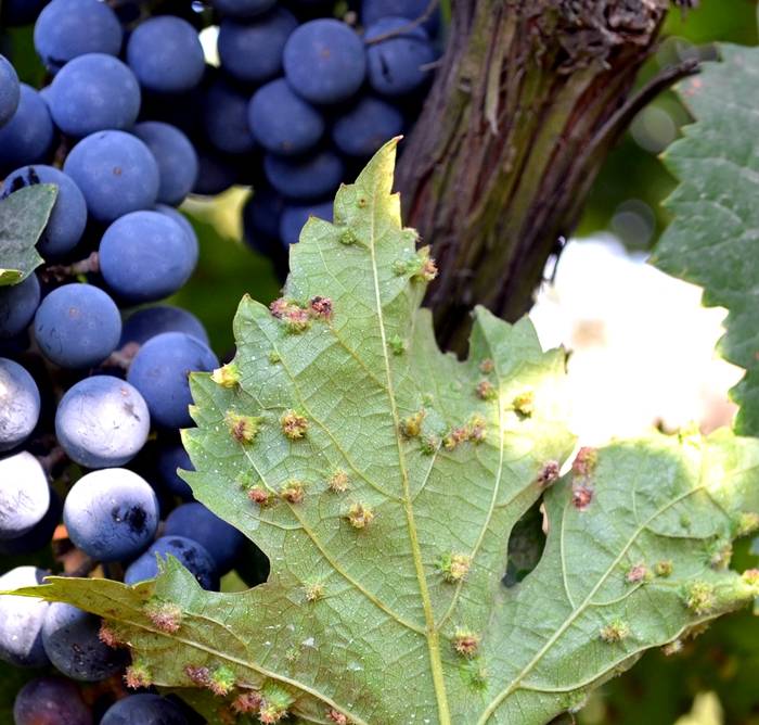 Phylloxera Resurges in Key Wine Regions as Pest Adapts and Spreads Globally