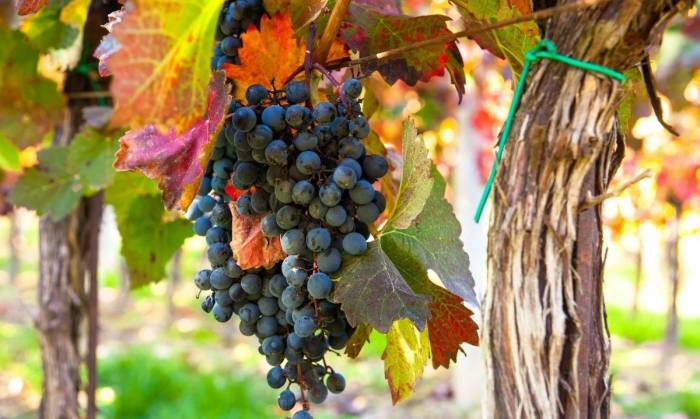 Viñas de Colchagua apuestan por la gestión hídrica para asegurar el futuro del vino ante la escasez de agua