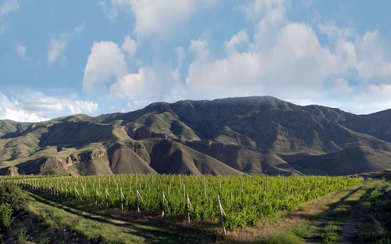 Des vignerons arméniens reconstruisent une tradition viticole sur les pentes montagneuses
