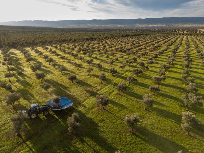Dehesa El Molinillo gana el premio al mejor AOVE en Campo y Alma