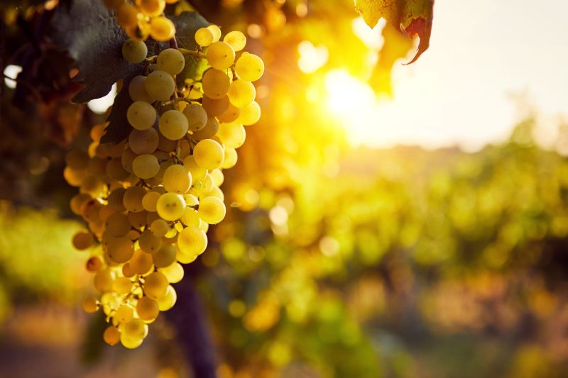 Bierzo blinda el godello frente al intento de Rueda