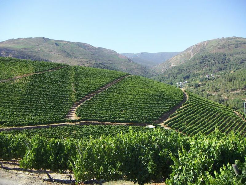 Godeval cumple 40 años con el godello como bandera