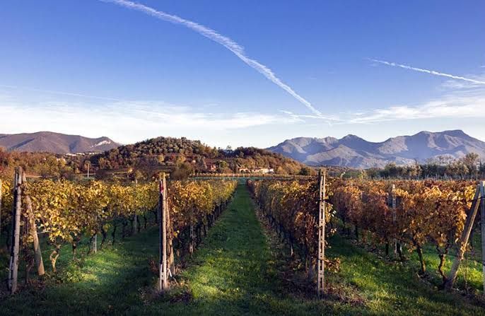 EU Cancels Valtenesi Wine Protection