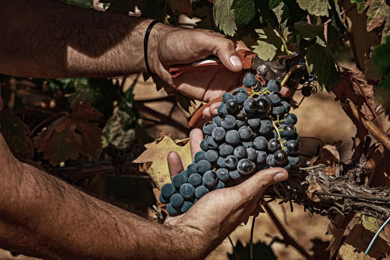 Argentinas grape harvest falls 8%