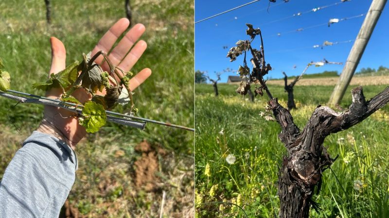 Virginia Wineries Assess Severe Freeze Damage
