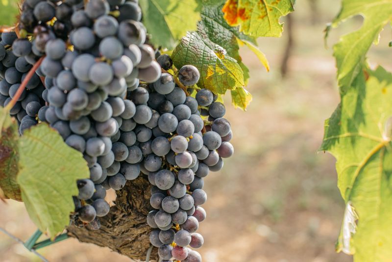South African Wine Gains Tariff-Free Entry Into China