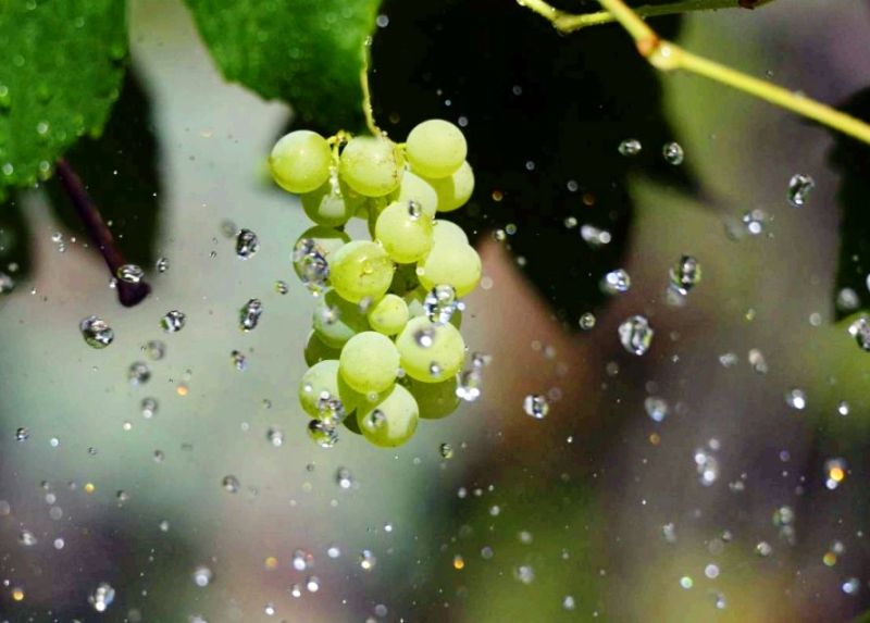Les viticulteurs face à un tournant hydrique