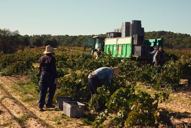 Portia abre al público la vendimia con una visita entre uvas, mosto y vino