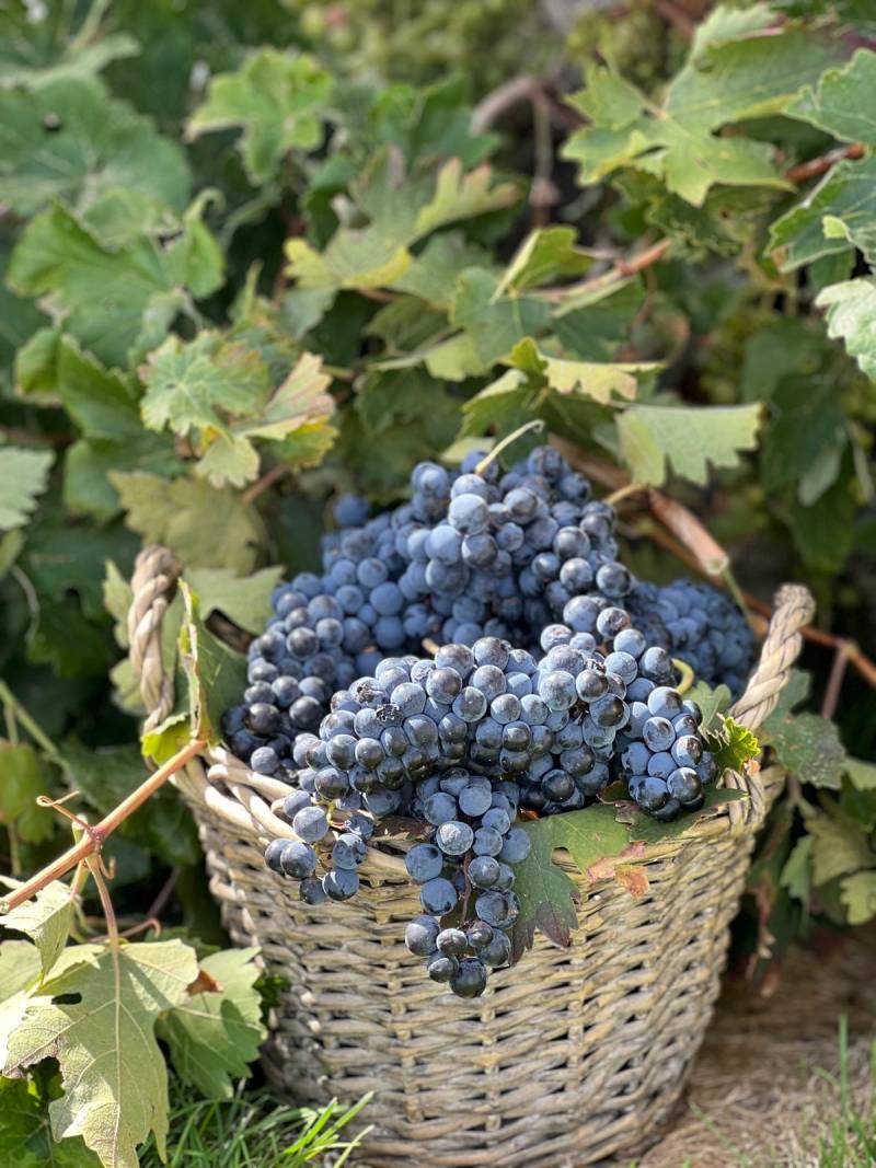 Bodegas Martúe abre su vendimia al público para acercar el origen del vino