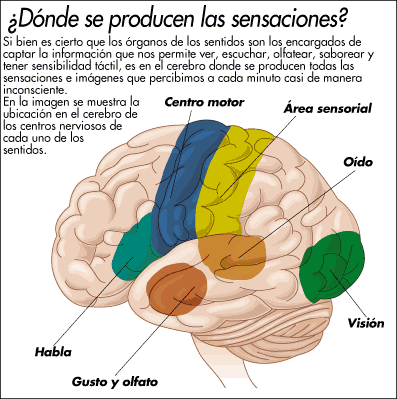 Cerebro y sensaciones