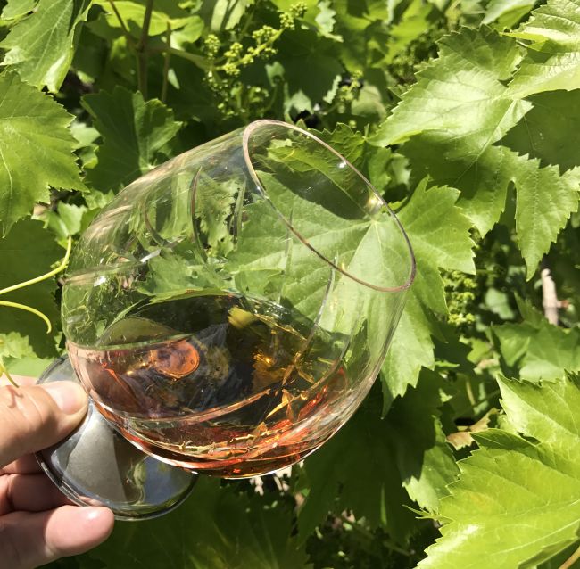 copa con brandy y fondo de mi parra hoy