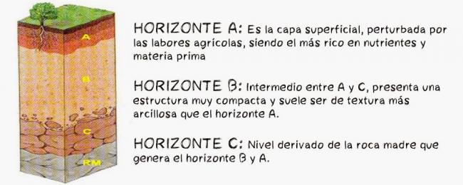 Perfiles del suelo de la vid