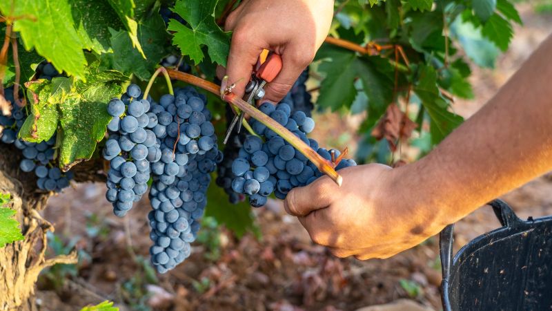 Las bodegas de Cigales recepcionan cerca de 7,3 millones de kilos de uva en una vendimia pausada y de gran calidad