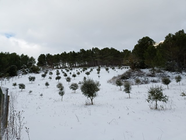 Bodegas Señorío de Líbano y trufa